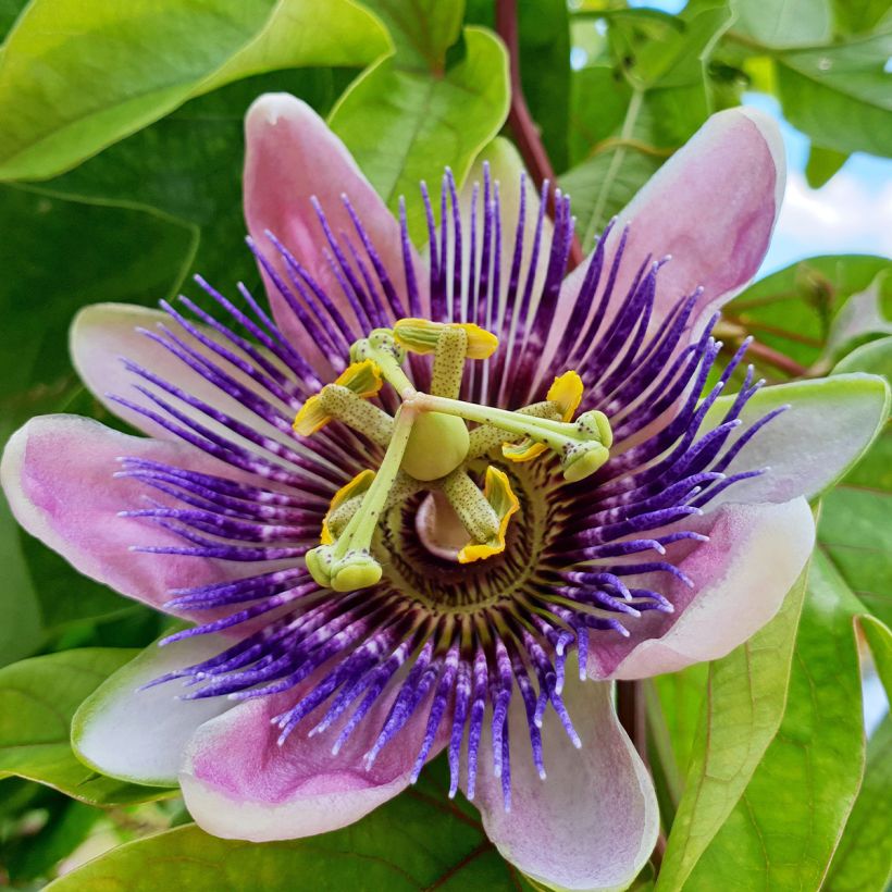 Passiflora Imperatrice Eugénie (Fioritura)