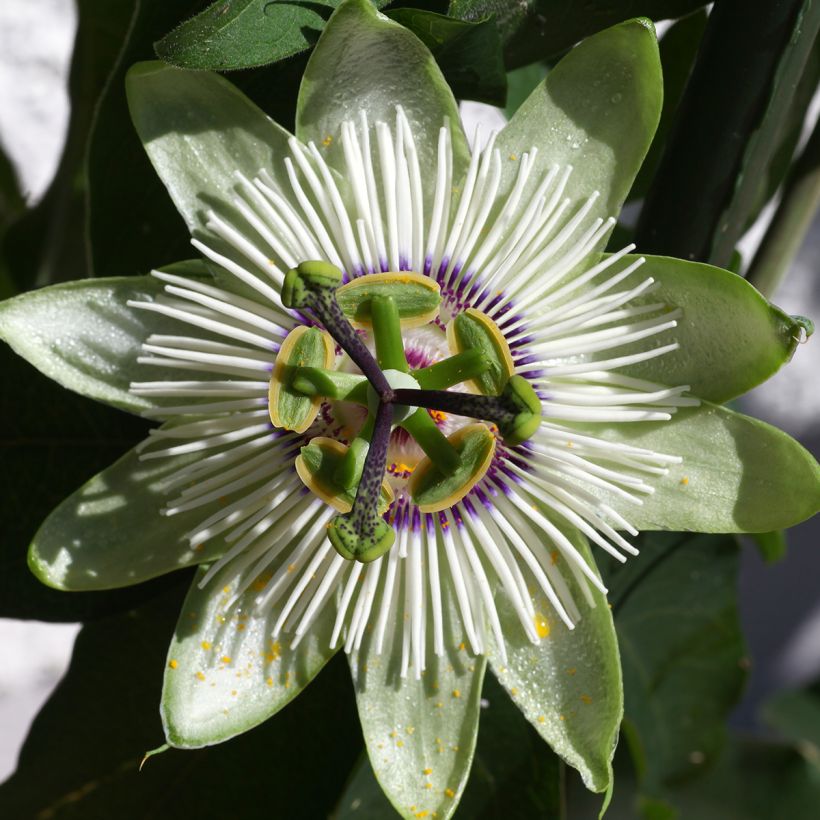 Passiflora White lightening (Fioritura)