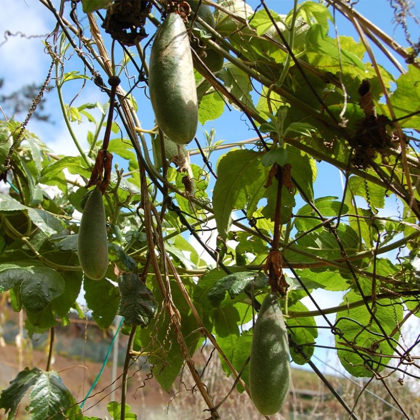 Passiflora Exoniensis (Raccolta)