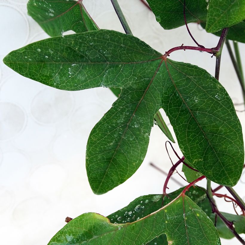 Passiflora Violacea (Fogliame)