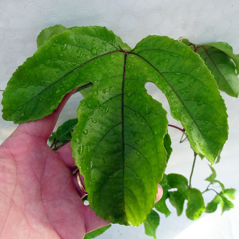 Passiflora alata (Fogliame)