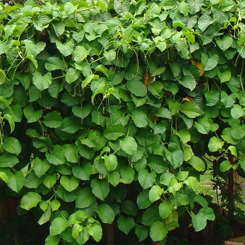 Passiflora quadrangularis (Fogliame)