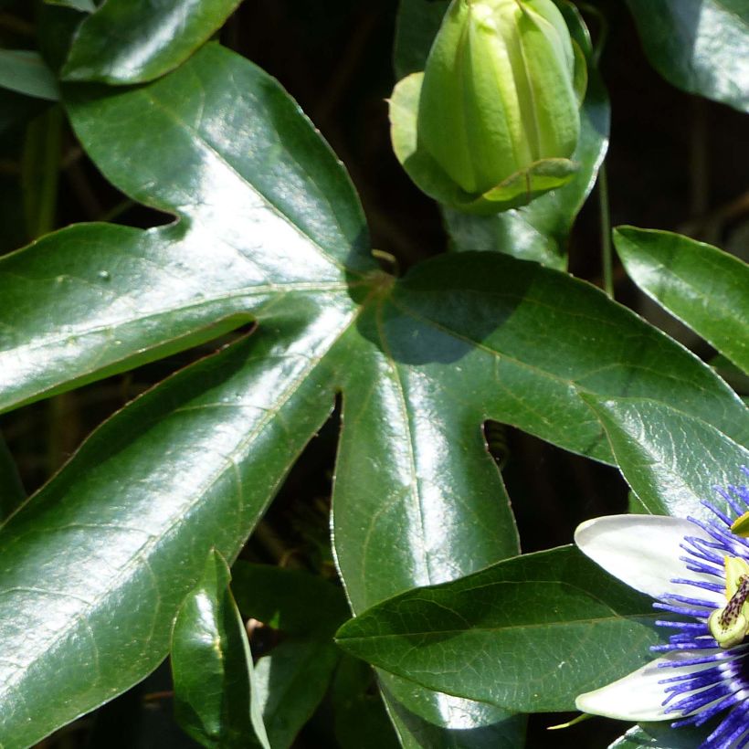 Passiflora Damsel's Delight (Fogliame)