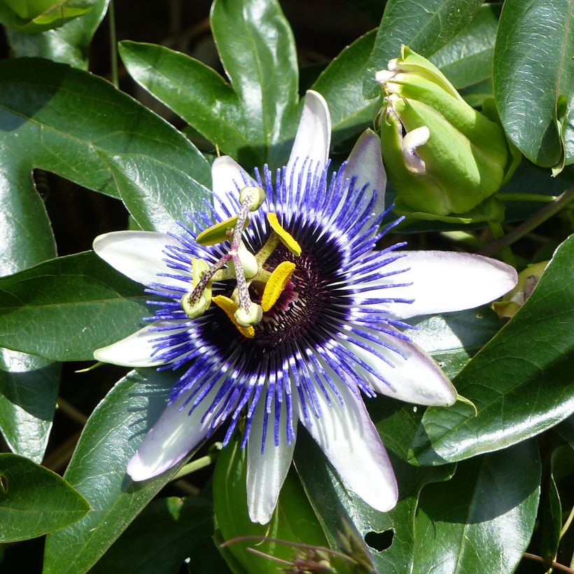 Passiflora Damsel's Delight (Fioritura)