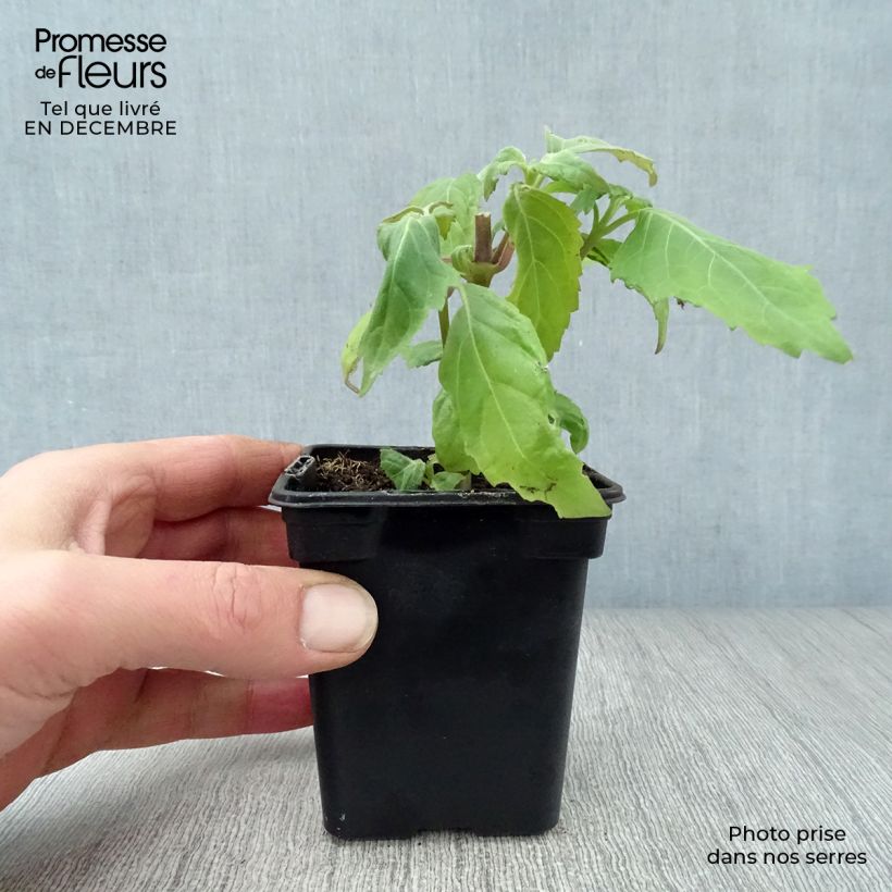 Patchouli - Pogostemon cablin Godet de 8 cm esemplare consegnato in inverno