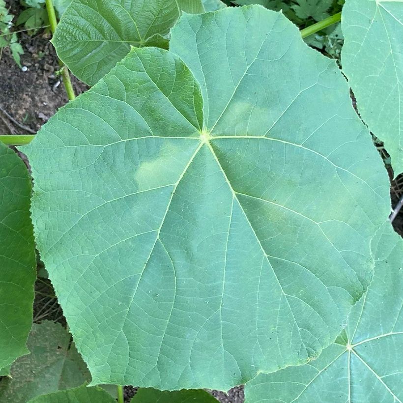 Paulownia fortunei April Light (Fogliame)