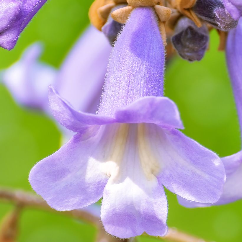 Paulownia fortunei April Light (Fioritura)