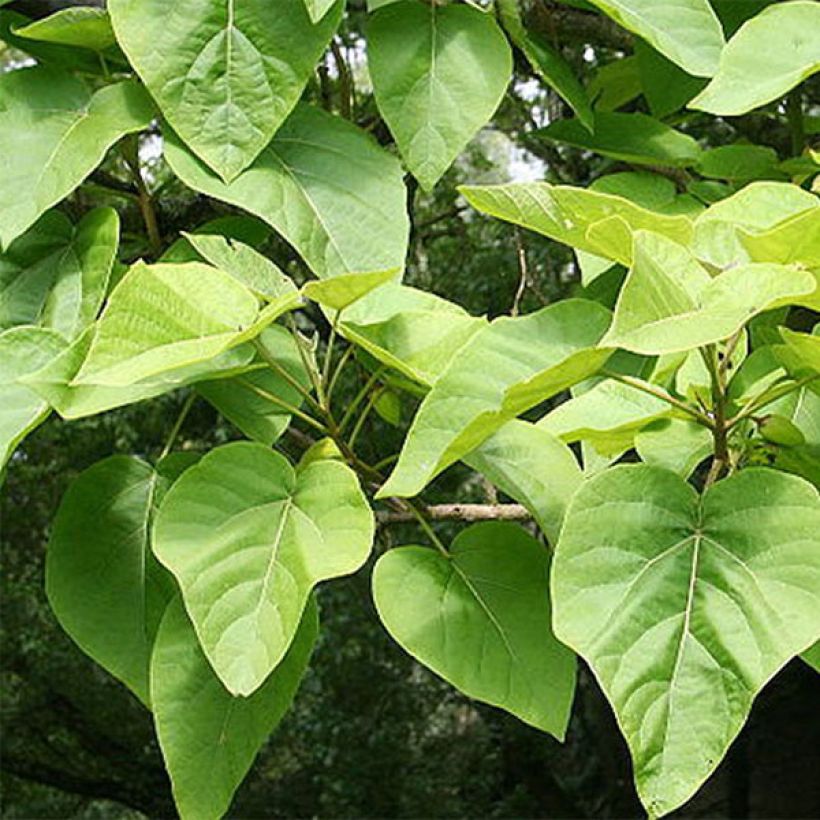 Paulownia tomentosa (Fogliame)