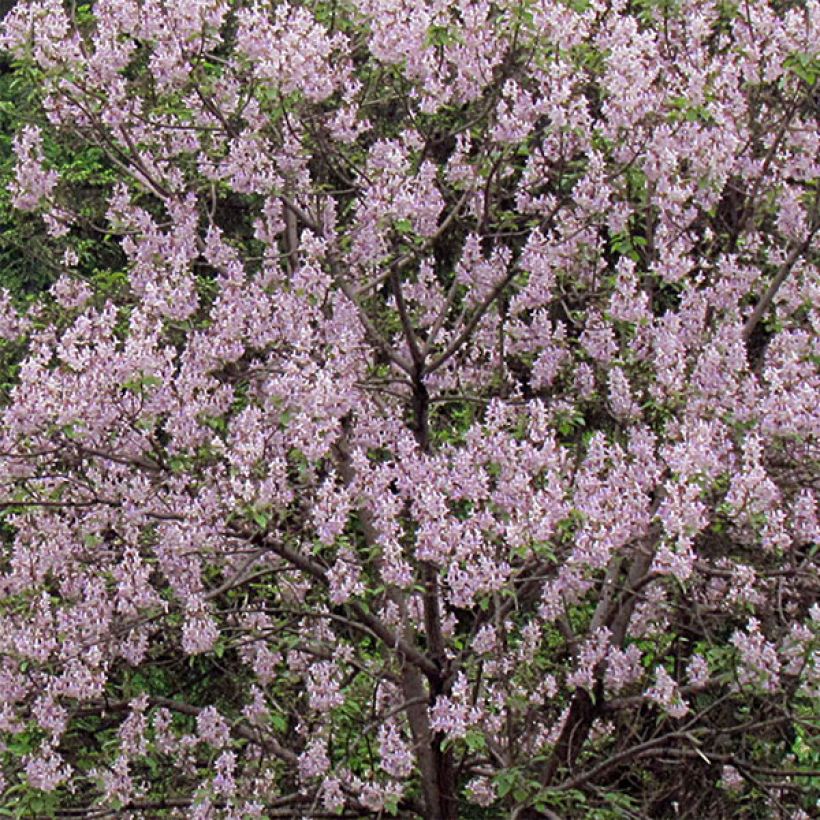 Paulownia tomentosa (Fioritura)