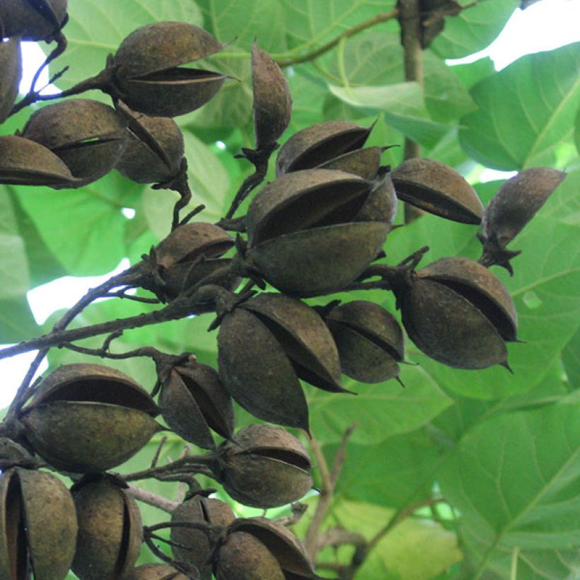 Paulownia tomentosa (Raccolta)