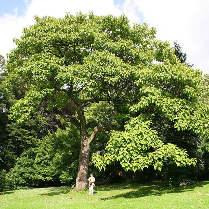 Paulownia tomentosa (Porto)