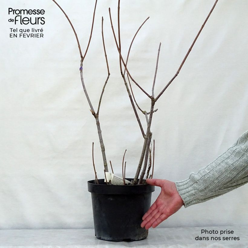 Aesculus parviflora - Pavier blanc en pot de 2/3L esemplare consegnato in inverno