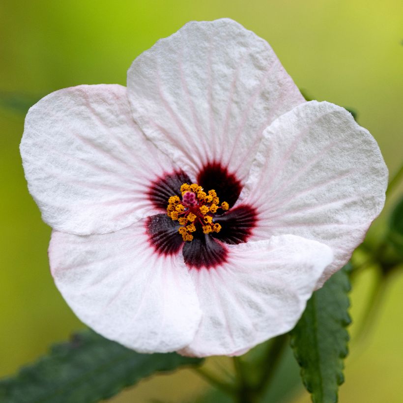 Pavonia hastata - Paulonia (Fioritura)