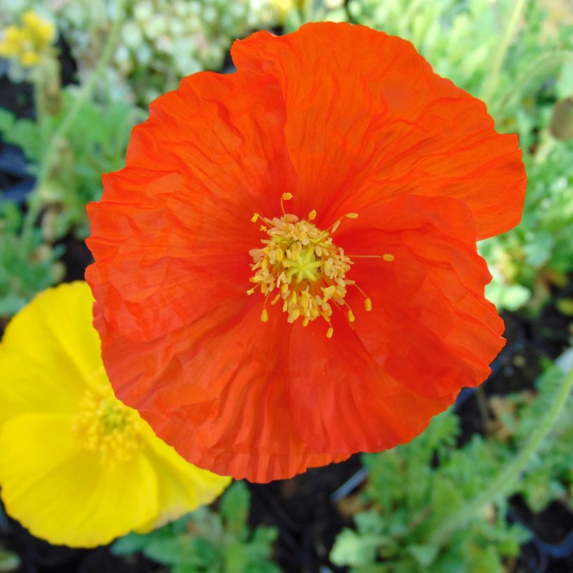 Papaver nudicaule Gartenzwerg (Fioritura)