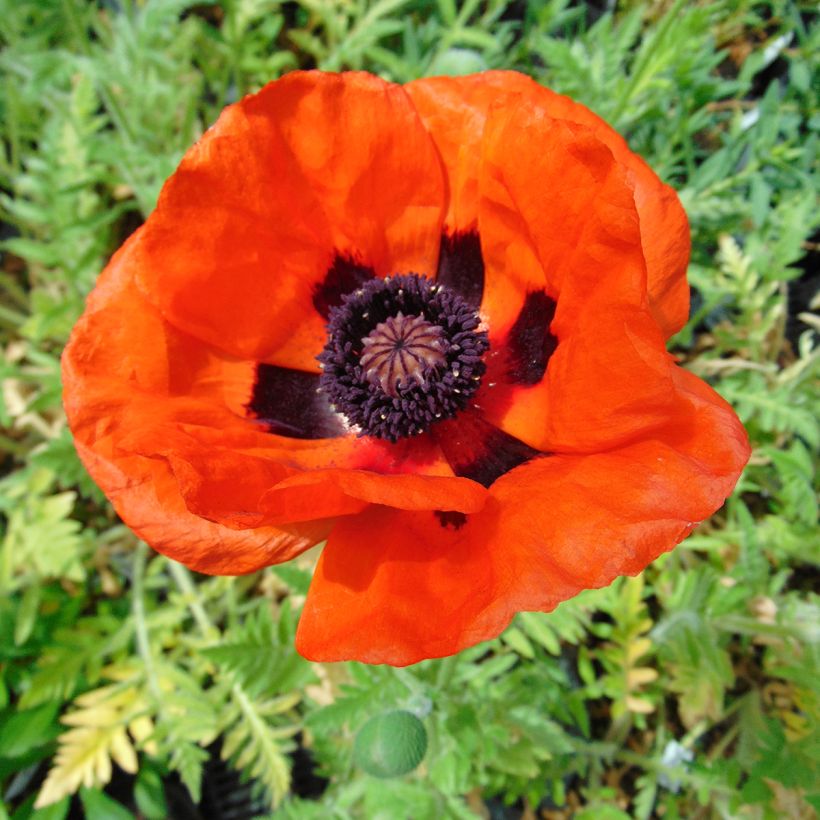 Papaver orientale Brilliant (Fioritura)