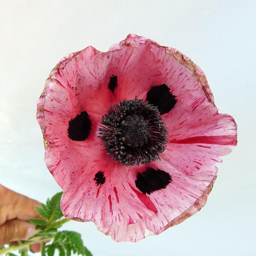 Papaver orientale Clochard (Fioritura)