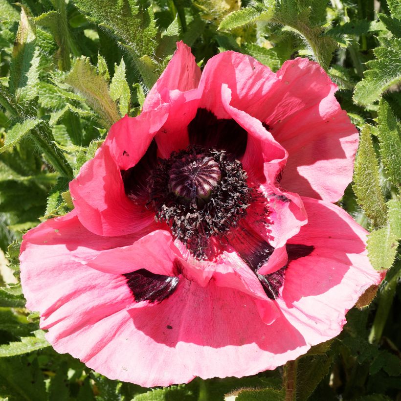 Papaver orientale Lilac Girl (Fioritura)