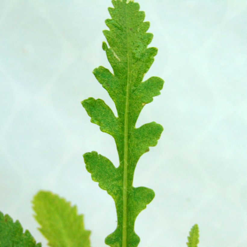 Papaver orientale Princess Victoria Louise (Fogliame)