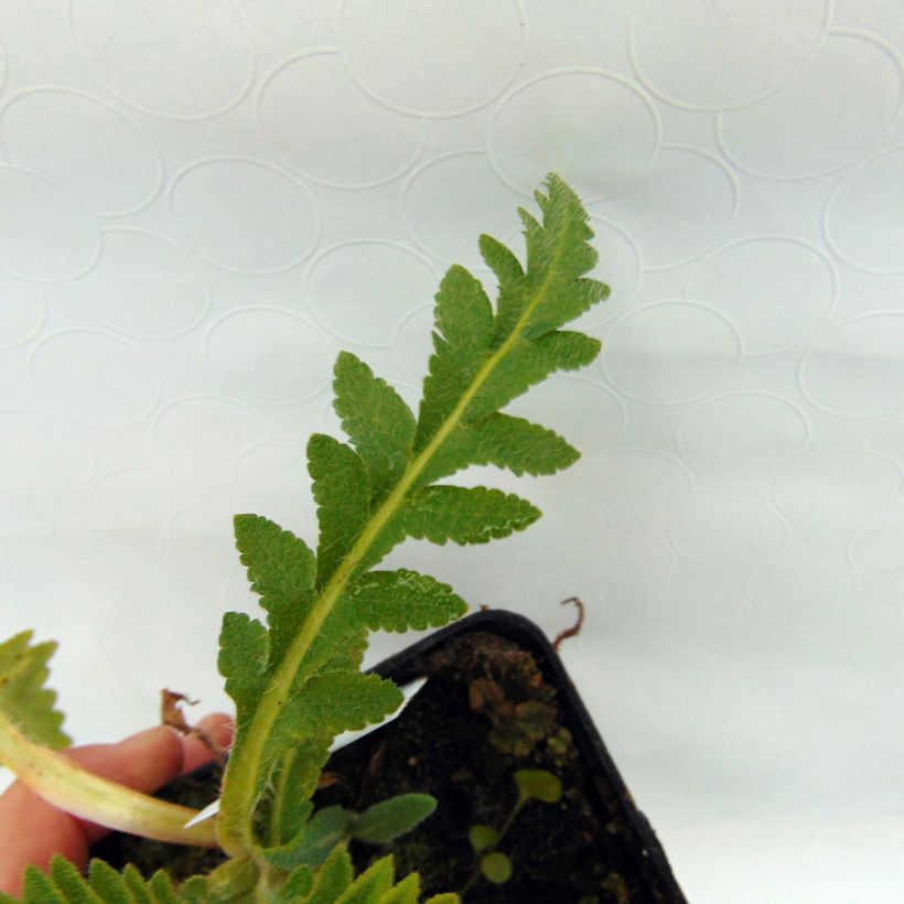 Papaver orientale Türkenlouis (Fogliame)