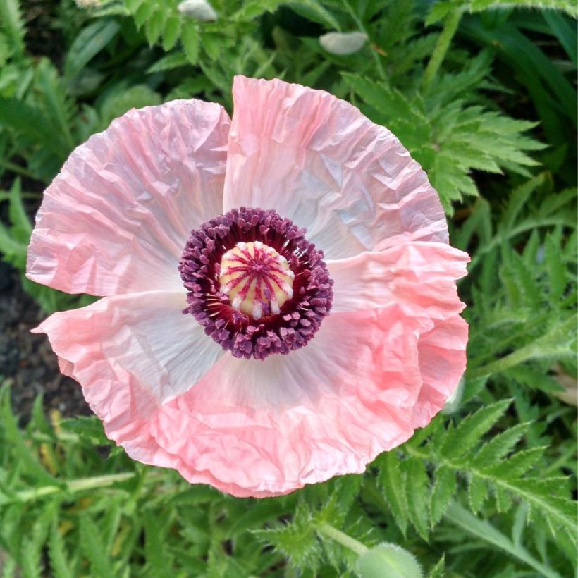 Papaver orientale Shasta (Fioritura)