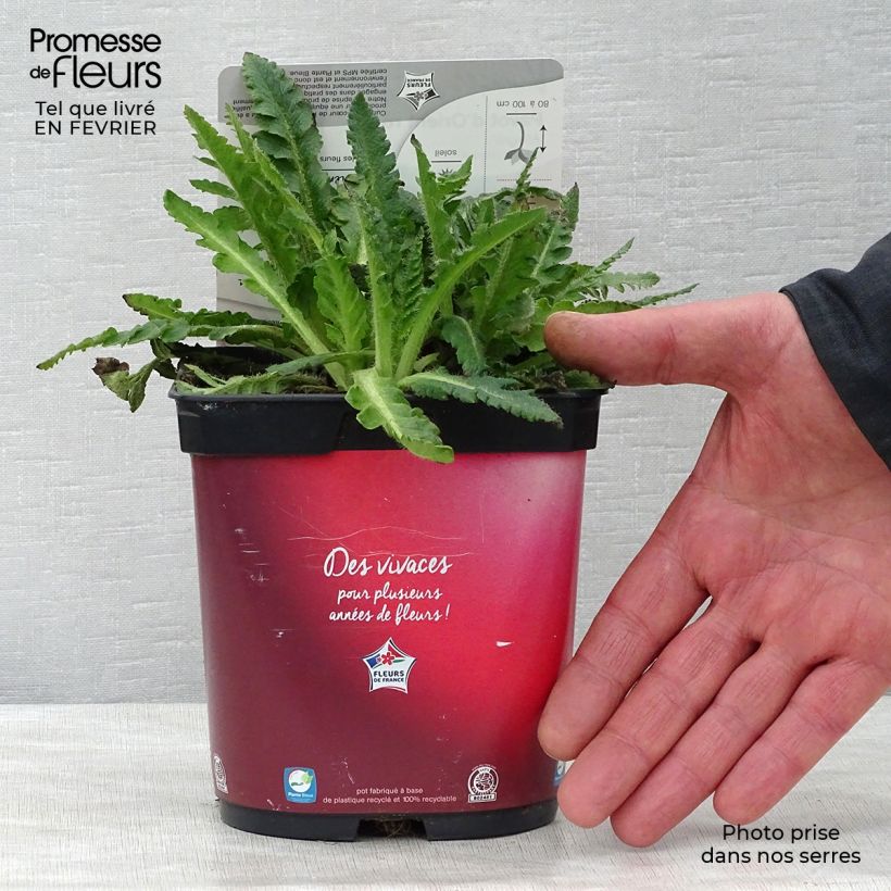 Pavot d'Orient rouge - Papaver orientale Allegro en pot de 2/3 litres esemplare consegnato in inverno