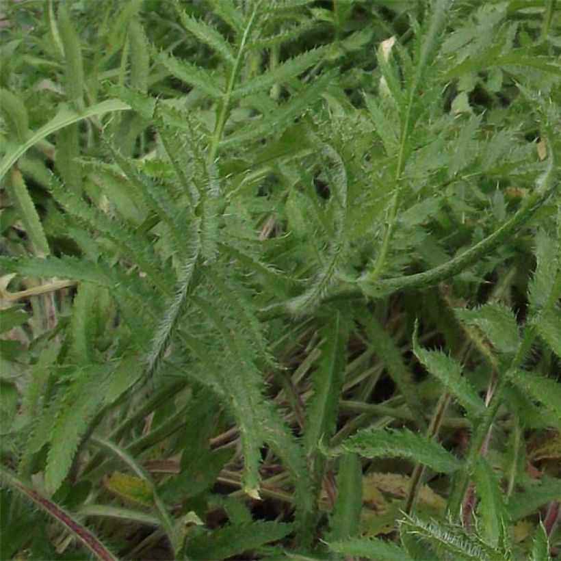 Papaver orientale Royal Chocolate Distinction (Fogliame)