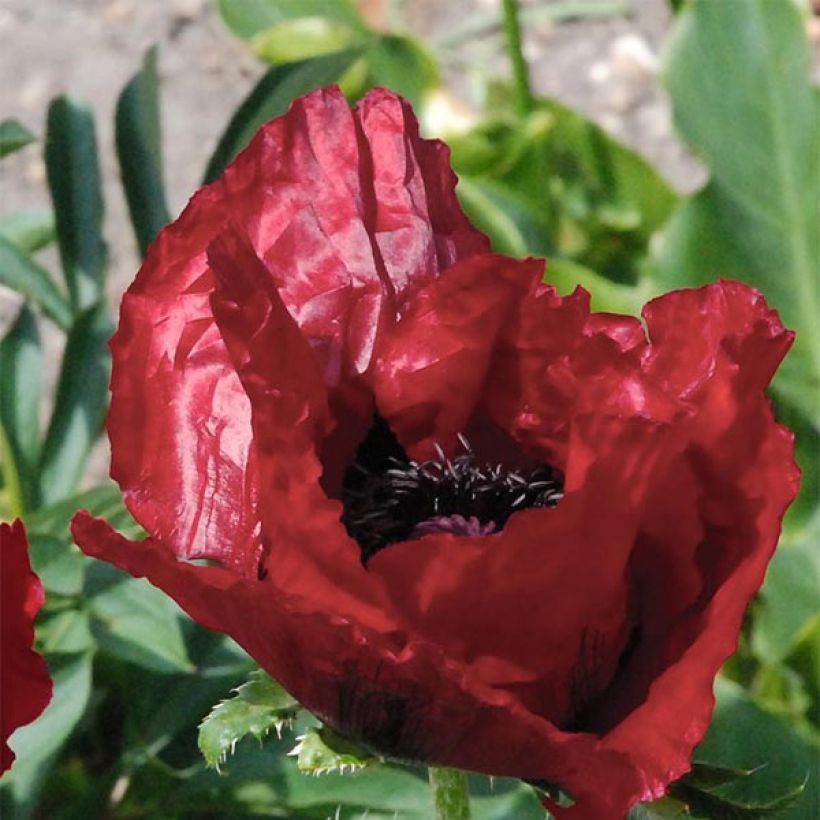 Papaver orientale Royal Chocolate Distinction (Fioritura)