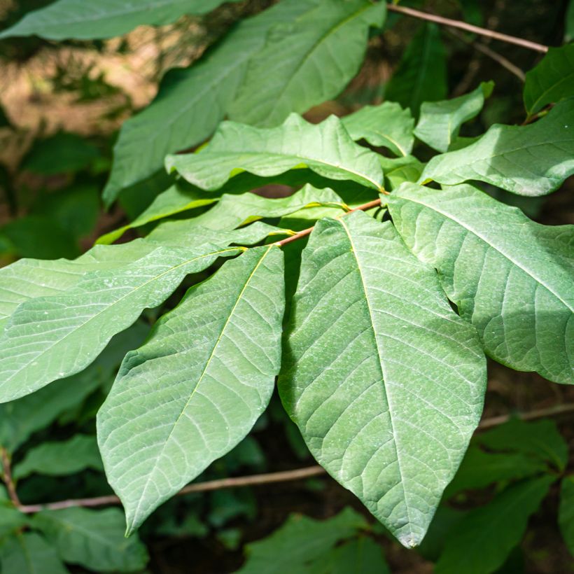 Asimina triloba Allegheny - Asimina (Fogliame)