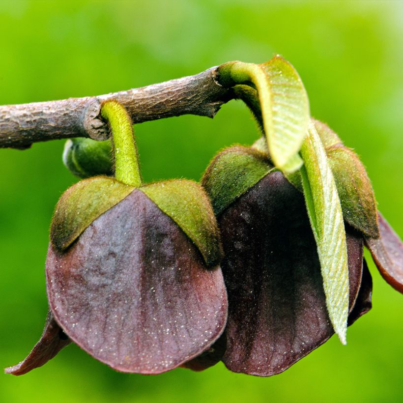 Asimina triloba Allegheny - Asimina (Fioritura)