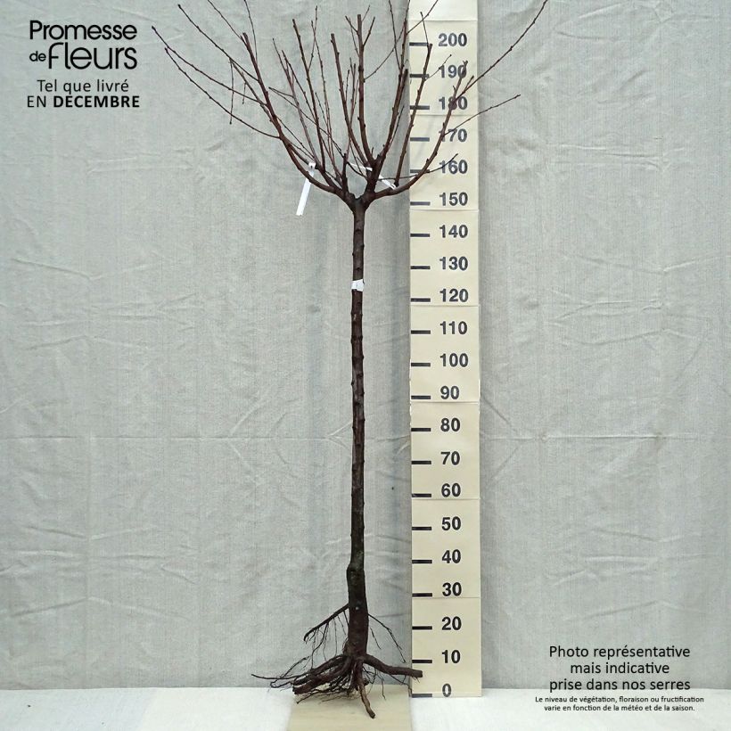 Pêcher Andromède - Prunus persica Demi-tige en racines nues esemplare consegnato in inverno