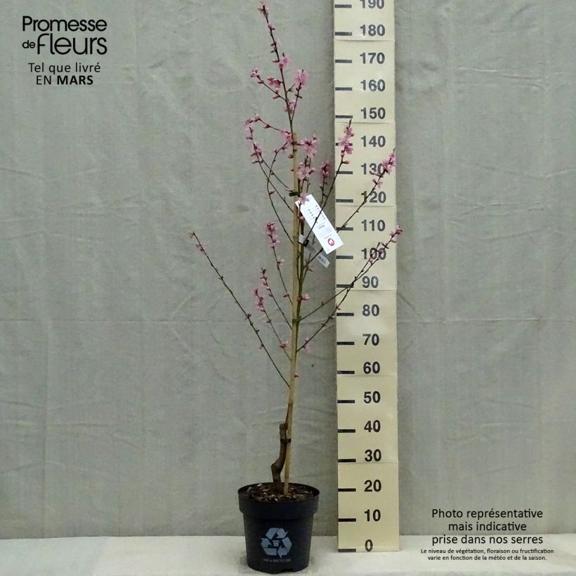 Pêcher Bénédicte - Prunus persica Pot de 10L esemplare consegnato in primavera