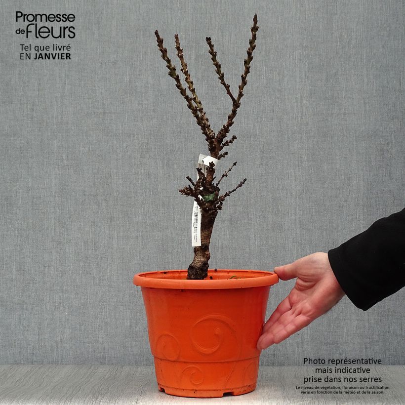 Pêcher - Prunus persica Nain Crimson Bonfire en pot de 6L esemplare consegnato in inverno