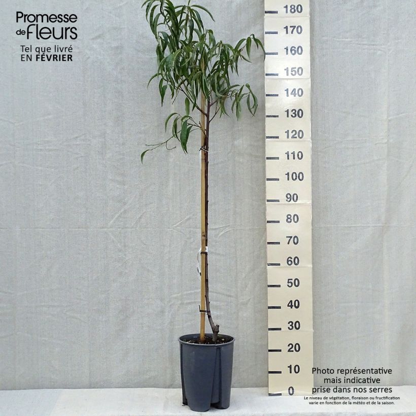 Esemplare di Pêcher - Prunus persica Sanguine Demi-tige en pot de 7,5l/10l come consegnato in autunno