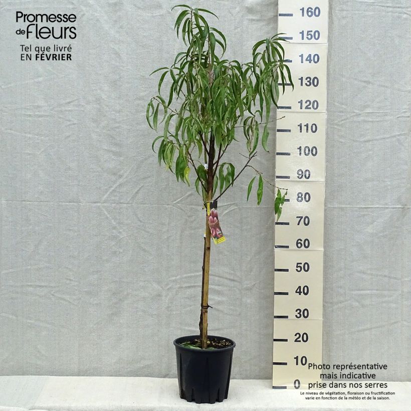 Esemplare di Pêcher - Prunus persica Sanguine Gobelet en pot de 7,5l/10l come consegnato in autunno