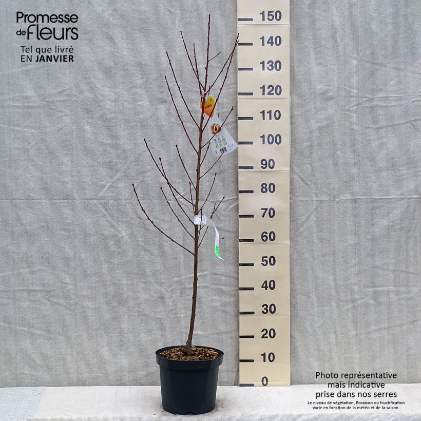 Pêcher Suncrest - Prunus persica en pot de 7.5L Gobelet esemplare consegnato in inverno