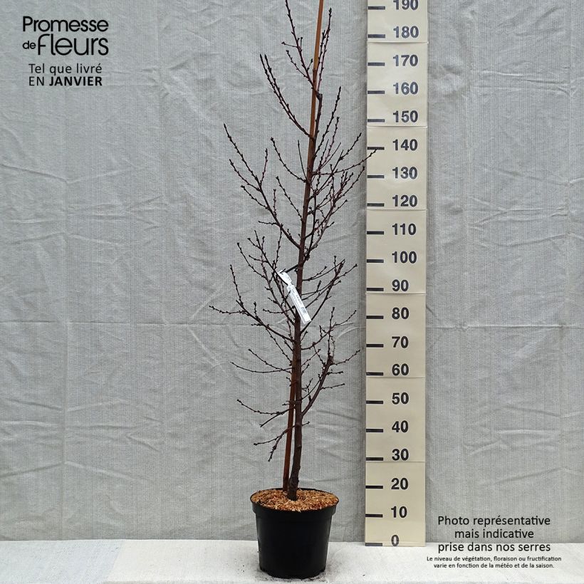 Pêcher à fleurs - Prunus persica Taoflora Pink Pot de 7,5L/10L esemplare consegnato in inverno