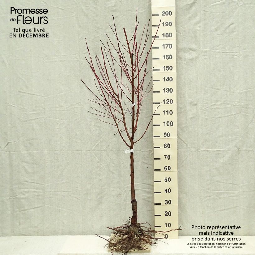 Pêcher Andromède - Prunus persica Gobelet en racines nues esemplare consegnato in inverno