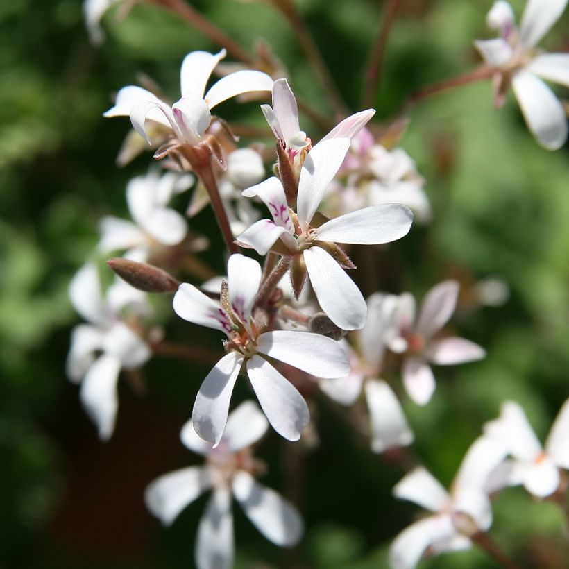 Pelargonium Ardwick Cinnamon (Fioritura)