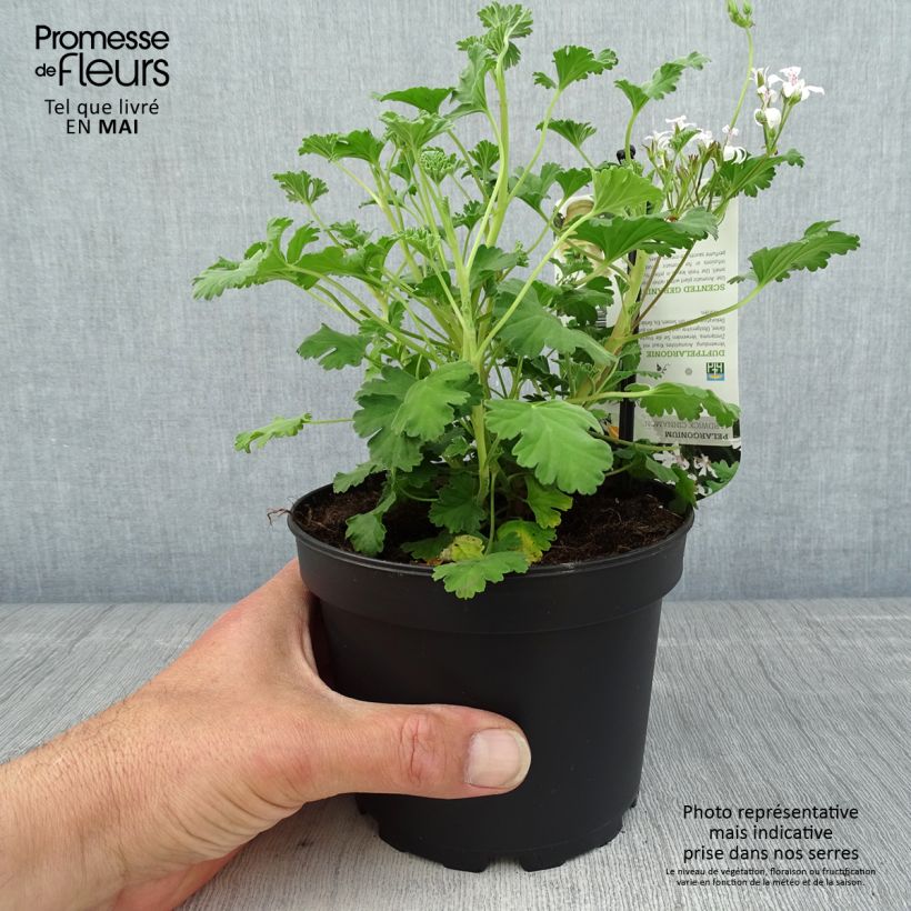 Pelargonium Ardwick Cinnamon - Géranium d'odeur parfum cannelle Pot de 1,5L/2L esemplare consegnato in primavera