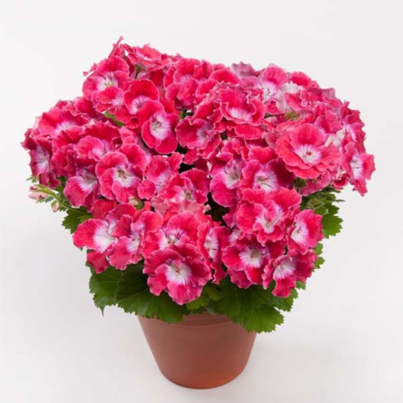 Pelargonium Bermuda Cherry (Fioritura)