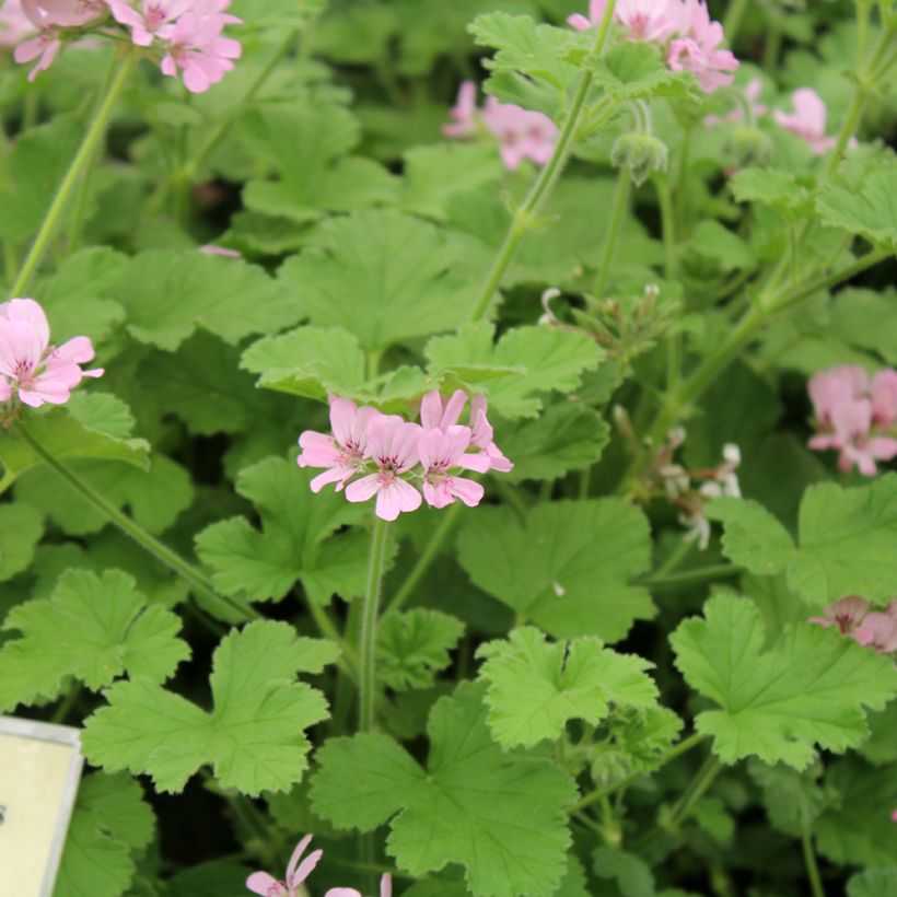 Pelargonium Attar of Roses (Fioritura)