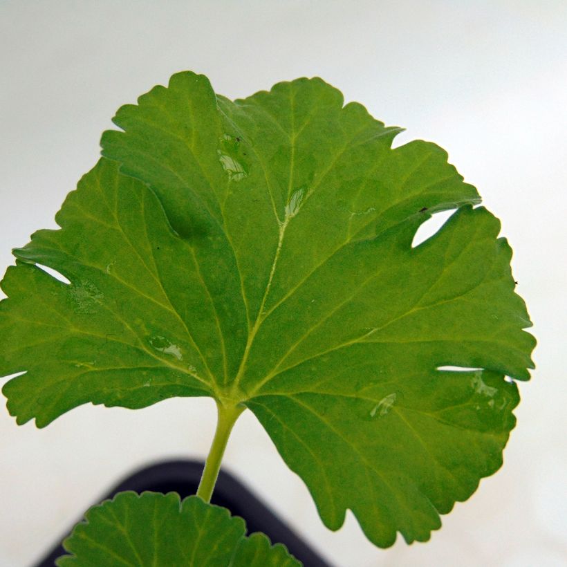 Pelargonium fragrans - Pelargonio odoroso (Fogliame)