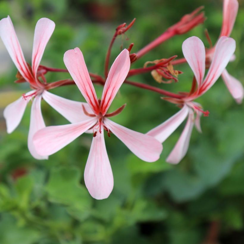 Pelargonium acetosum - Pelargonio (Fioritura)