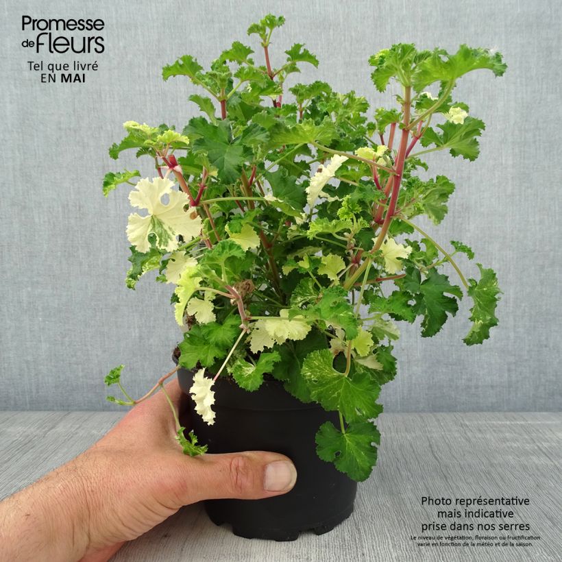 Pelargonium crispum Peach Cream - Géranium d'odeur panaché parfum pêche Pot de 1,5L/2L esemplare consegnato in primavera