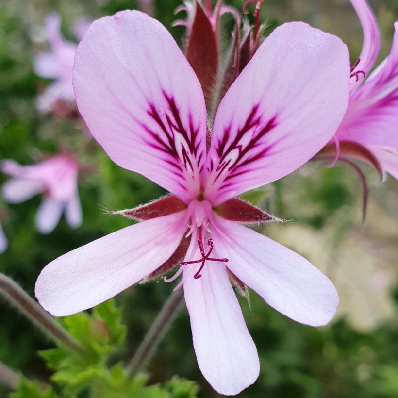 Pelargonium crispum Peach Cream (Fioritura)