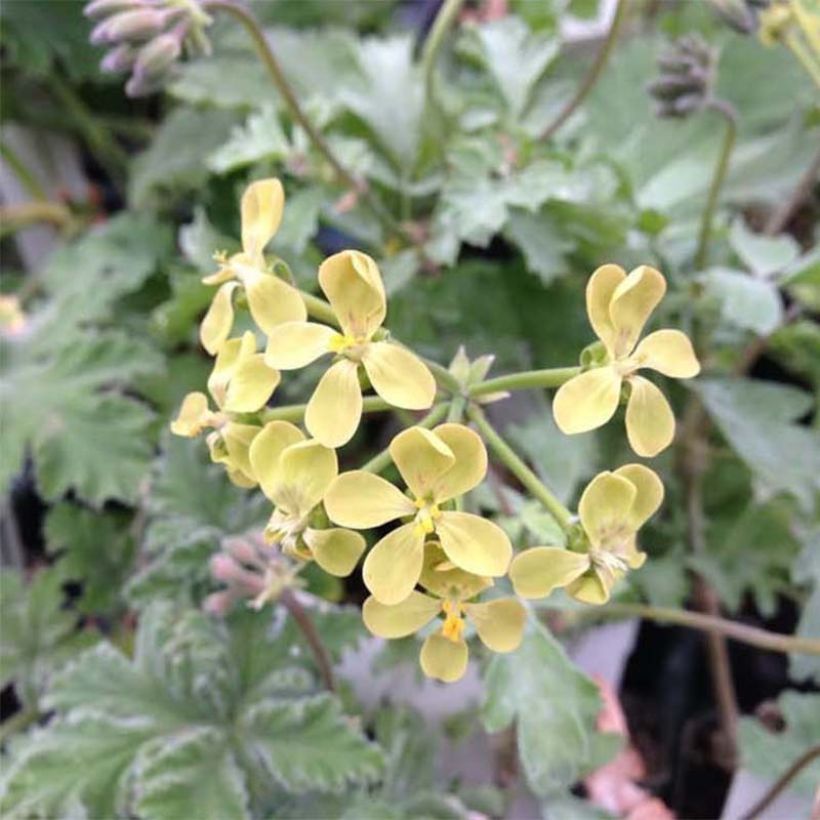 Pelargonium gibbosum (Fioritura)