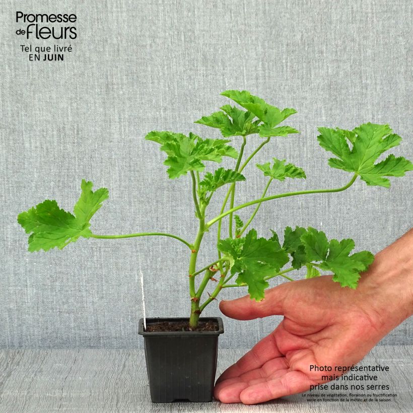 Pelargonium odorant Brunswick - Géranium parfum lavande - Godet de 8/9 cm esemplare consegnato in primavera