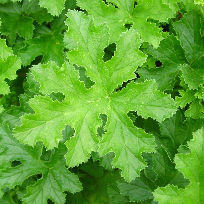 Pelargonium Brunswick (Fogliame)