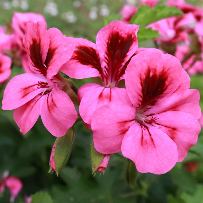 Pelargonium Brunswick (Fioritura)