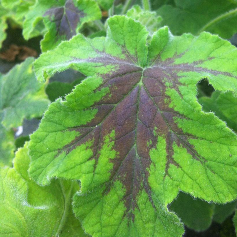 Pelargonium Chocolate - Geranio odoroso (Fogliame)